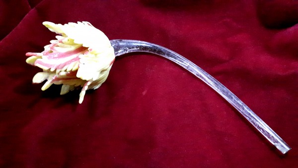 Venetian chandelier tulip C1900     