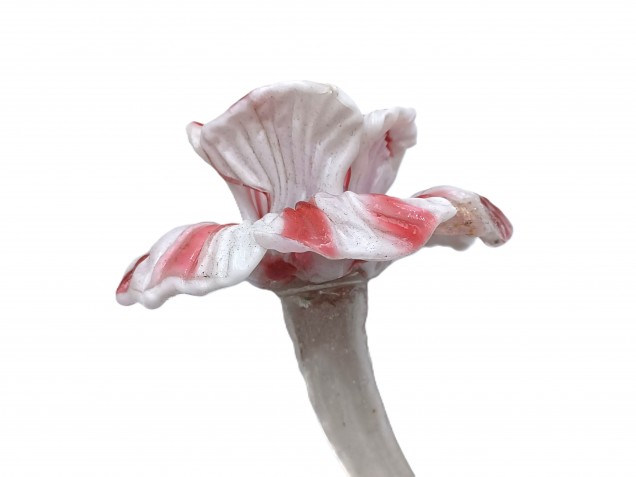 Murano chandelier Flower clear Stem with red and white Flower Head